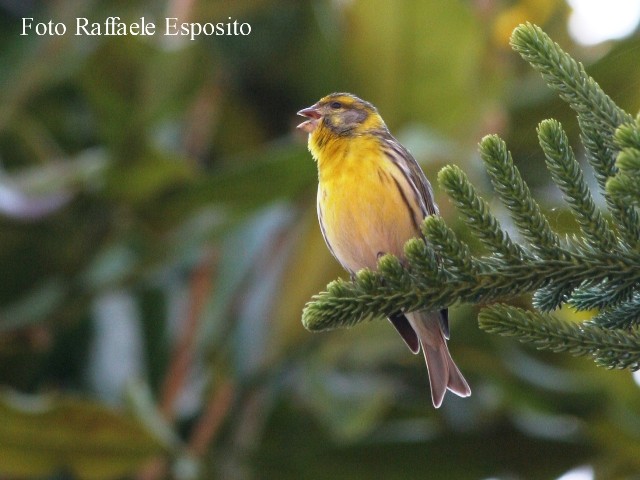 Verzellino maschio
